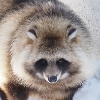エゾタヌキ りく