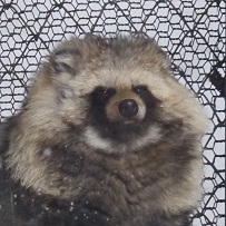 エゾタヌキ ぽこ
