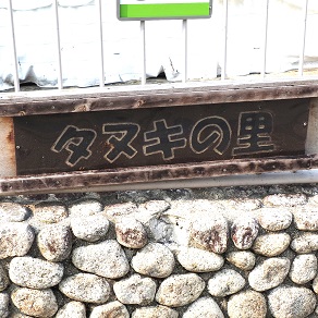 東山動植物園 タヌキの里