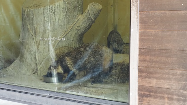 東山動植物園 日本産動物舎 ホンドタヌキ展示スペース