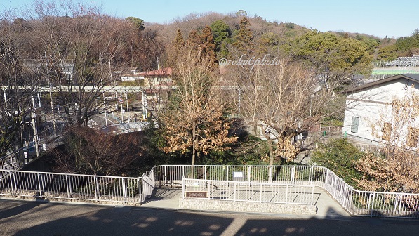 東山動植物園 タヌキの里