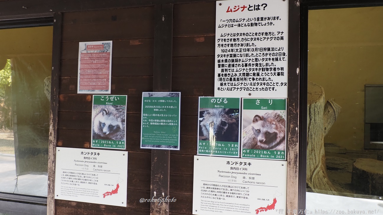 東山動植物園 日本産動物舎 掲示物 こうぜい（おす：2021ねんうまれ）、のびる（おす：2017ねんうまれ）、さり（めす：2021ねんうまれ）、ムジナとは？、ホンドタヌキネームプレート