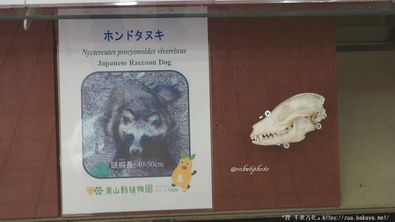 東山動植物園 小鳥とリスの森 ホンドタヌキ頭骨標本