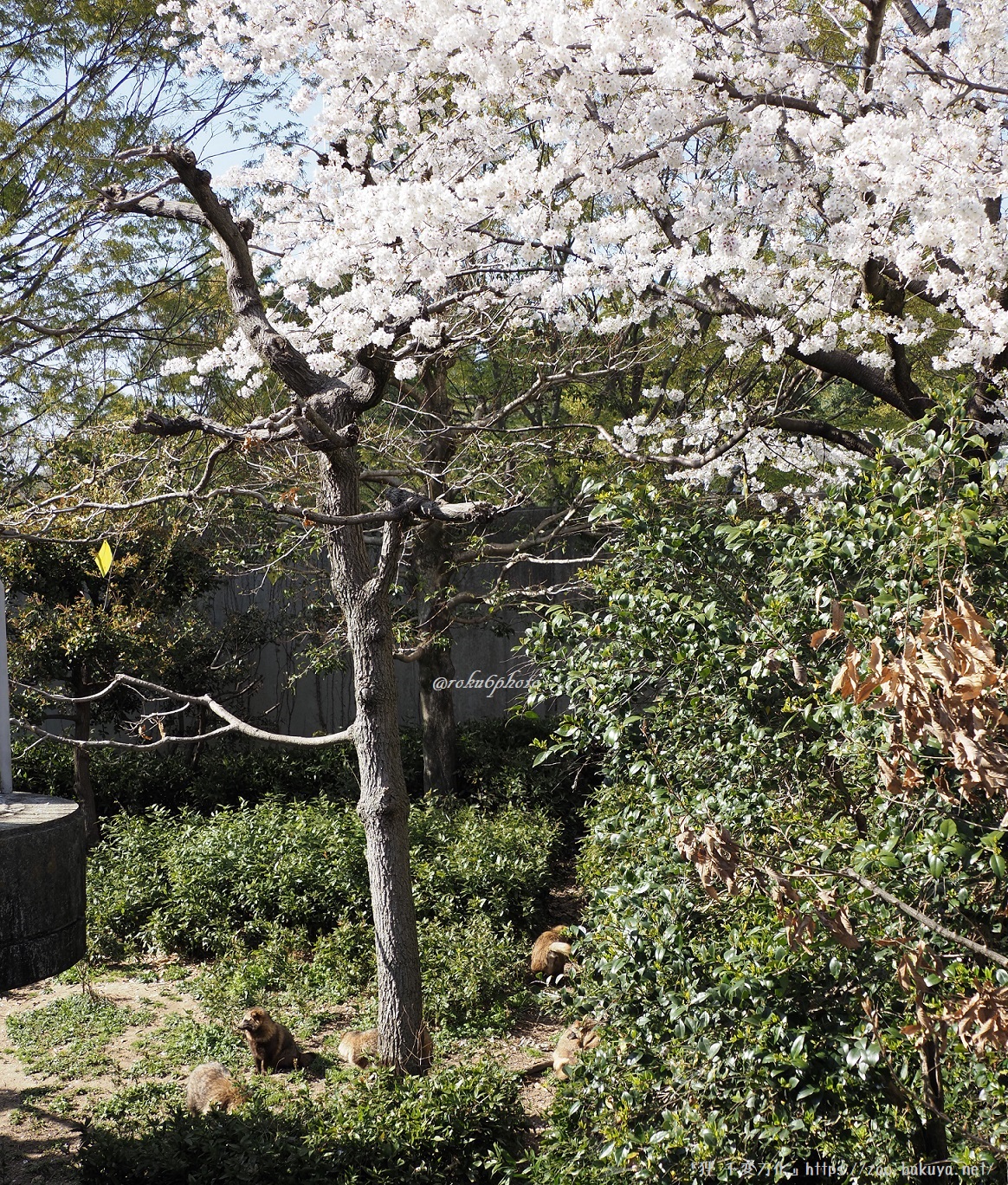 東山動植物園 タヌキの里とサクラ