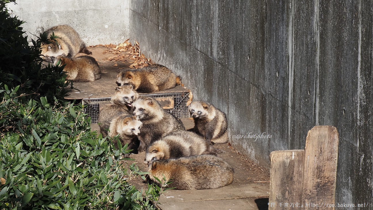 東山動植物園 タヌキの里