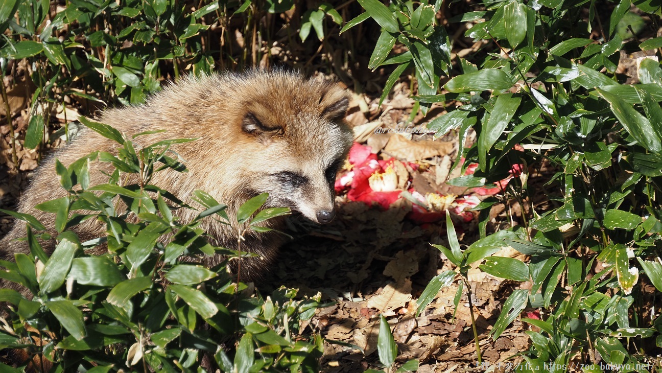東山動植物園 タヌキの里