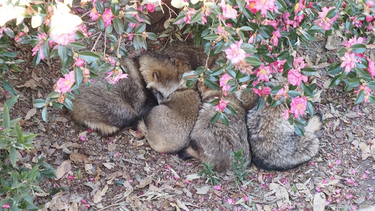 東山動植物園 タヌキの里