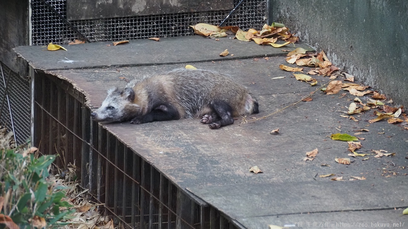 東山動植物園 タヌキの里