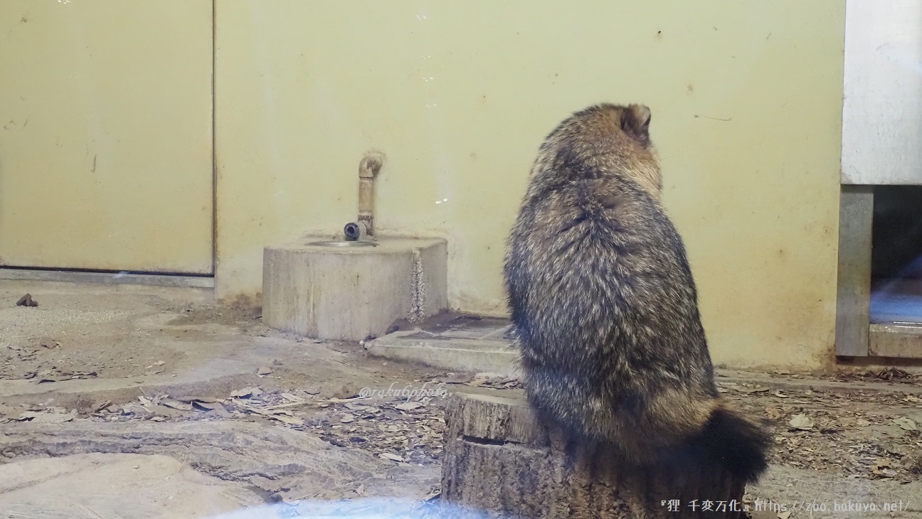 東山動植物園 日本産動物舎 内観
