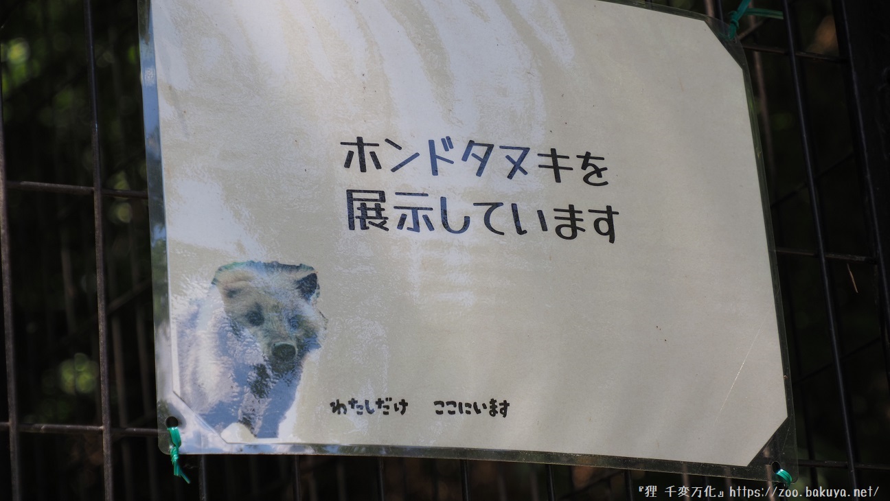 アルプス公園 ホンドタヌキ掲示物