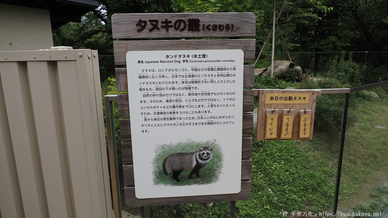 アルプス公園 ホンドタヌキ掲示物