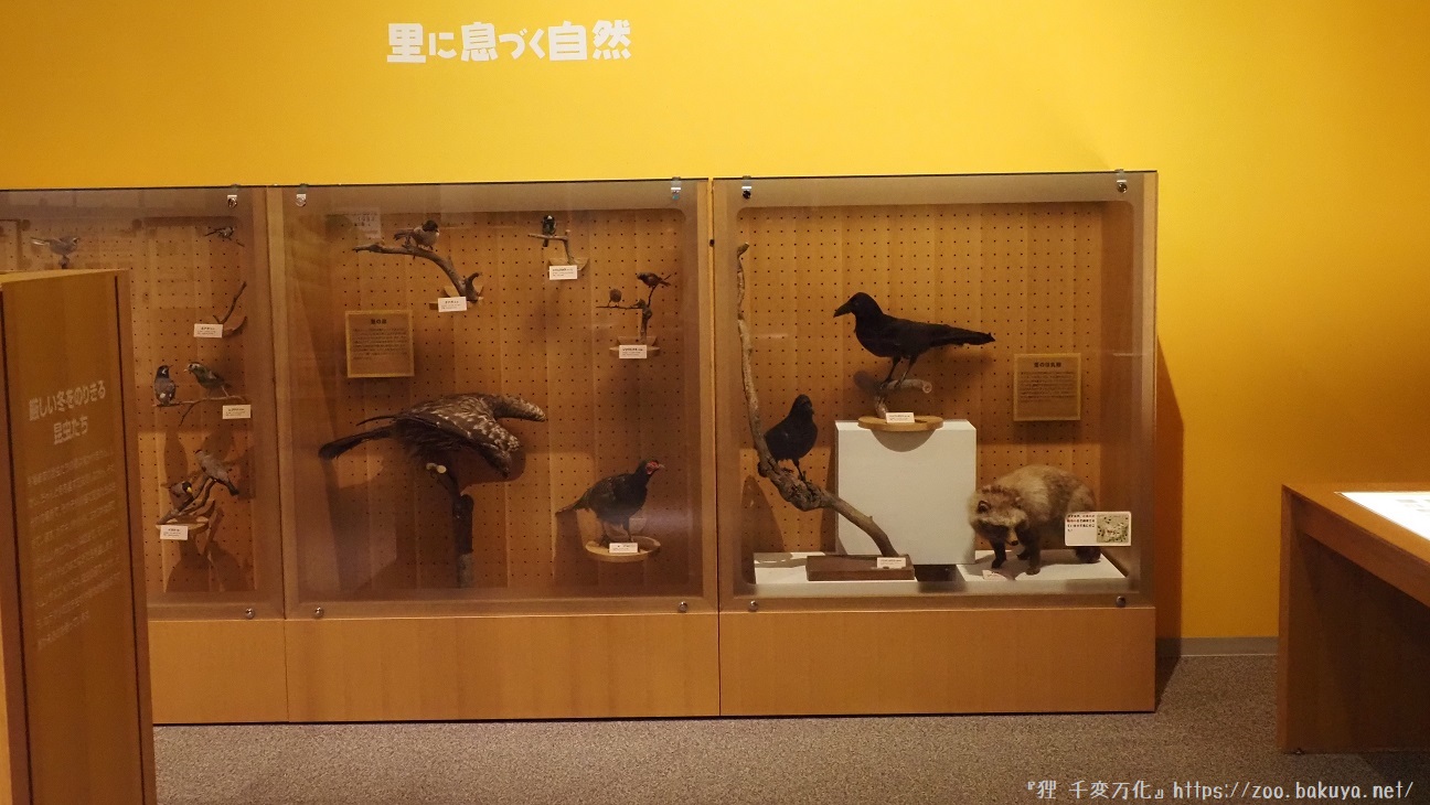アルプス公園 ホンドタヌキ掲示物