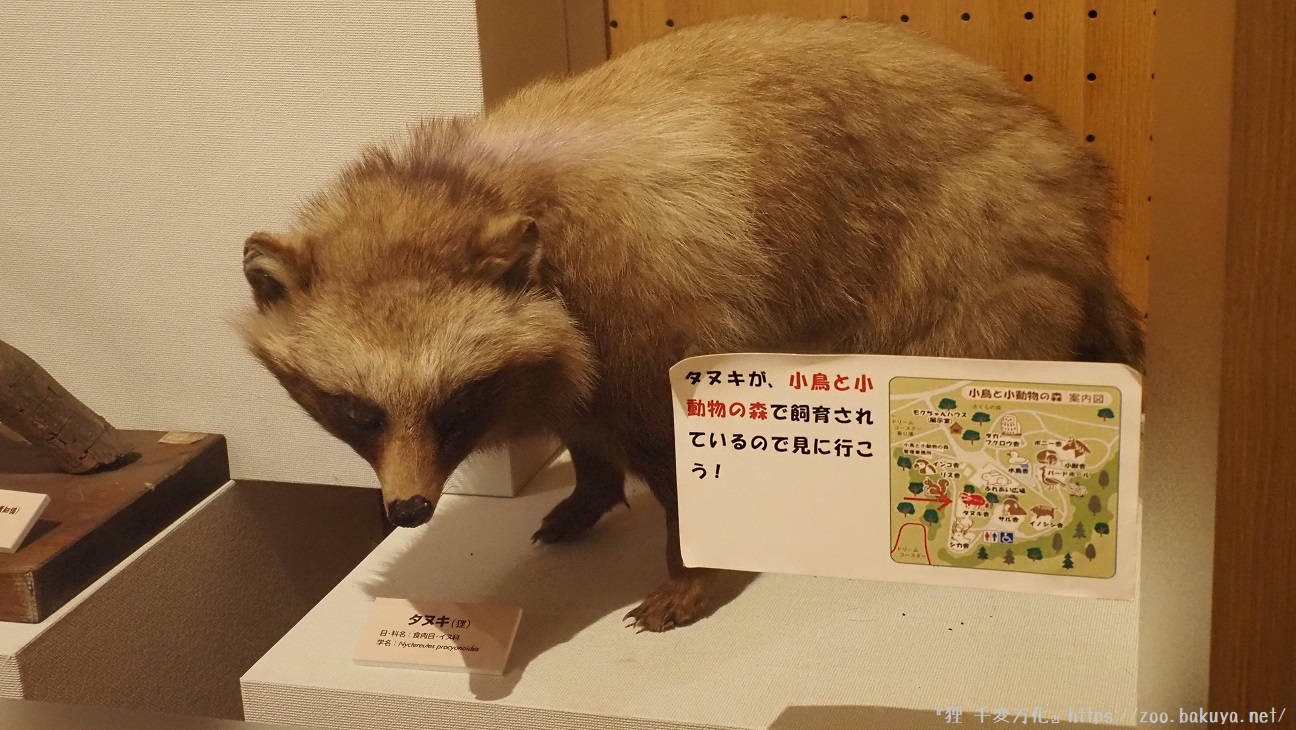 アルプス公園 ホンドタヌキ掲示物