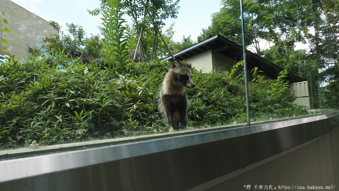 アルプス公園 ホンドタヌキ