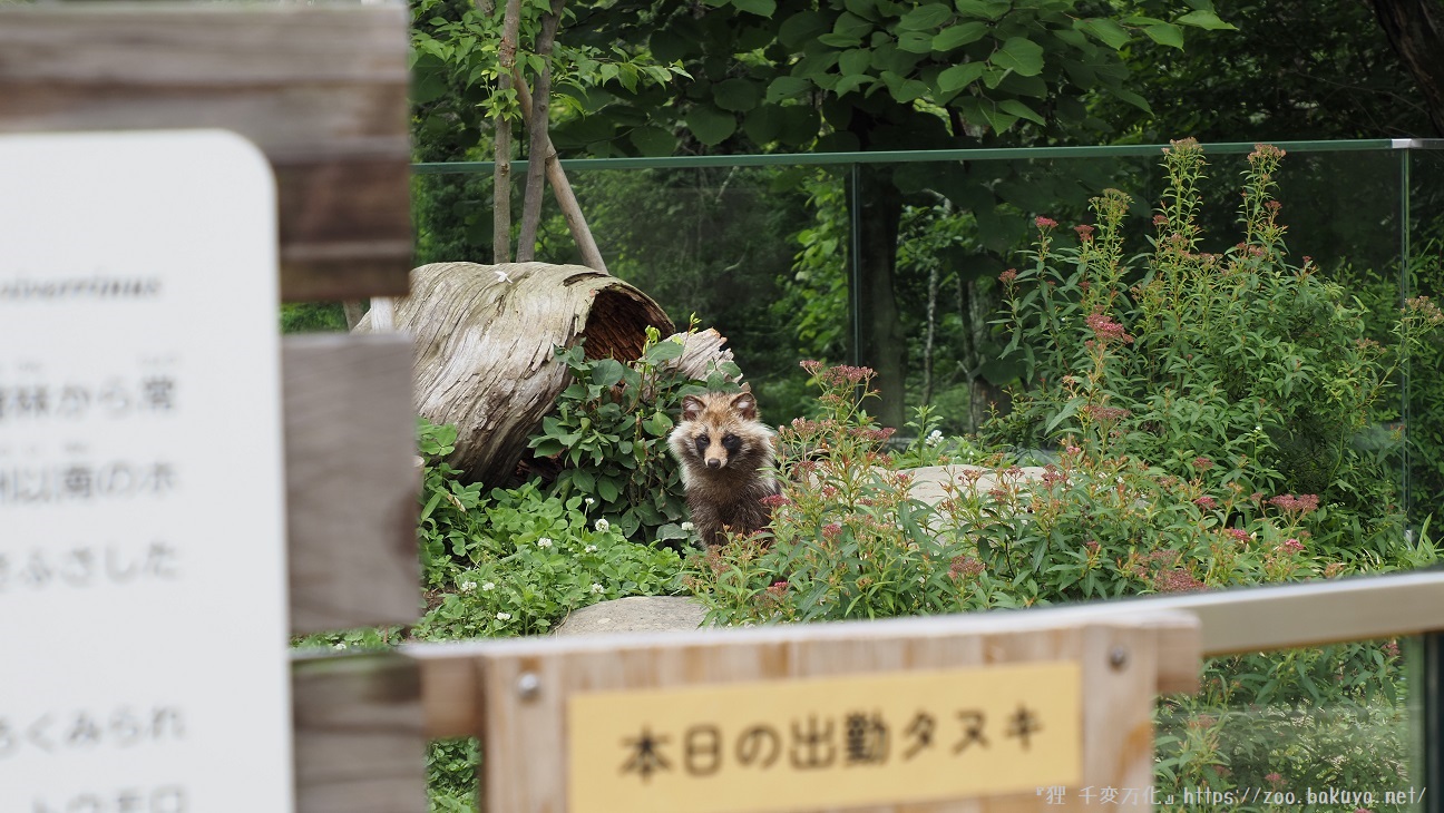 アルプス公園 ホンドタヌキ