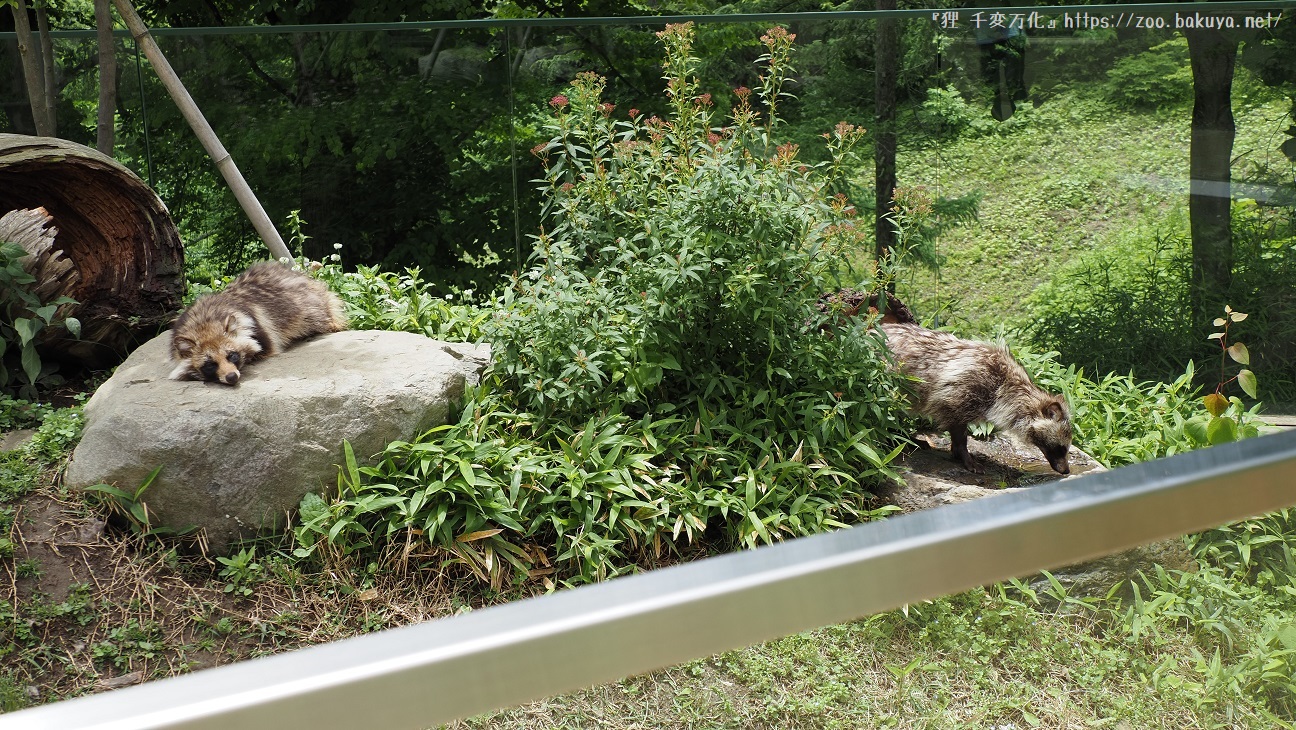 アルプス公園 ホンドタヌキ