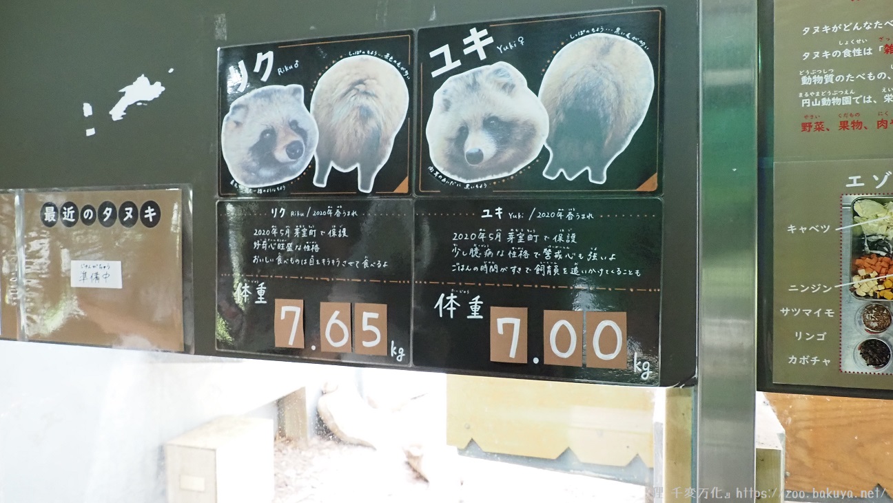円山動物園 エゾタヌキ掲示物