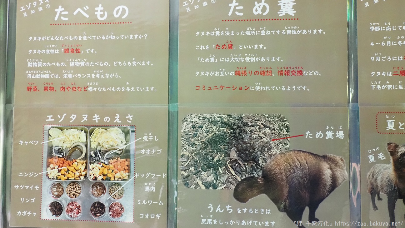円山動物園 エゾタヌキ掲示物