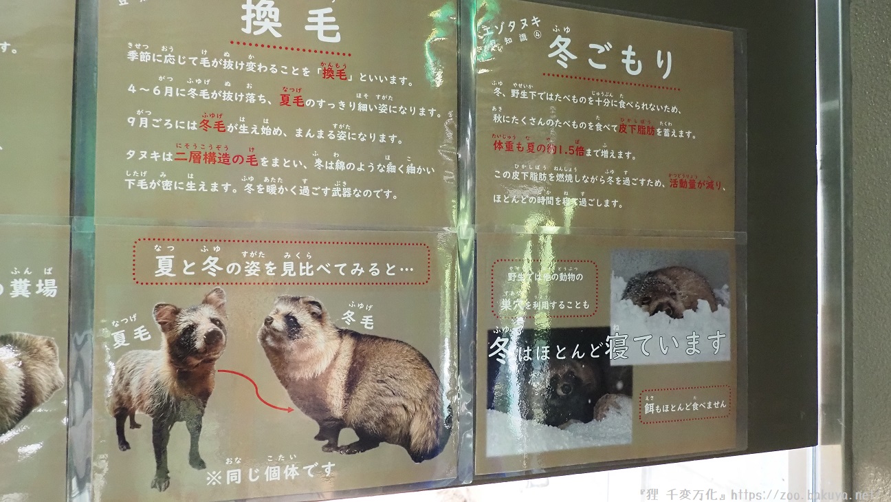 円山動物園 エゾタヌキ掲示物