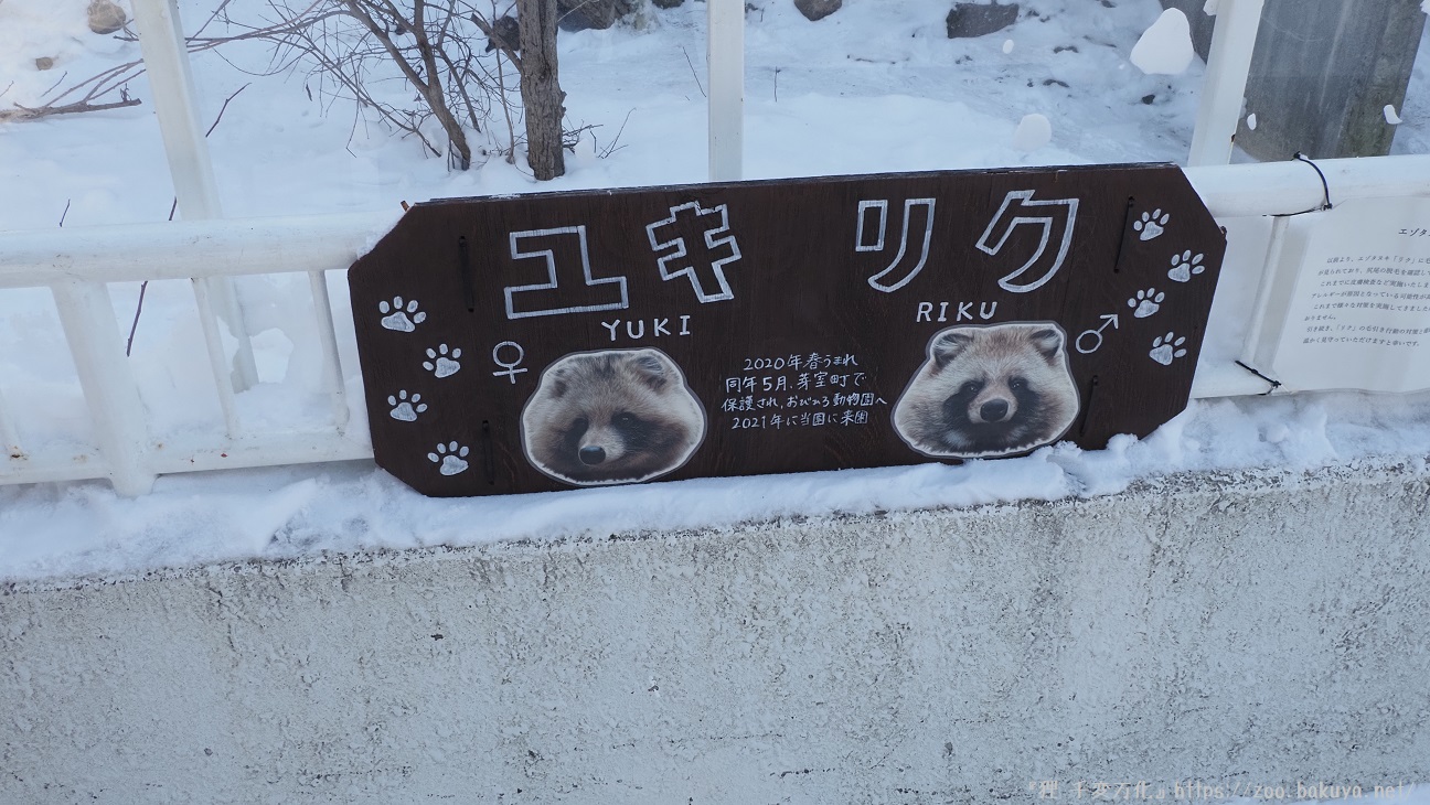 円山動物園 エゾタヌキ掲示物