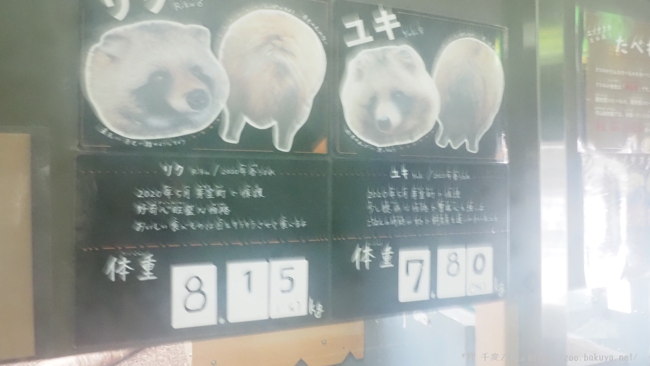 円山動物園 エゾタヌキ掲示物