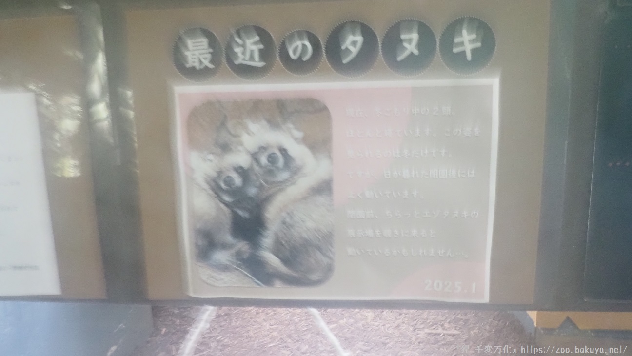 円山動物園 エゾタヌキ掲示物