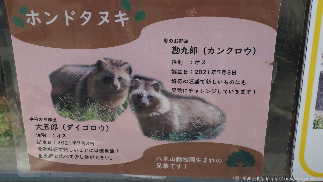 のんほいパーク ホンドタヌキ掲示物