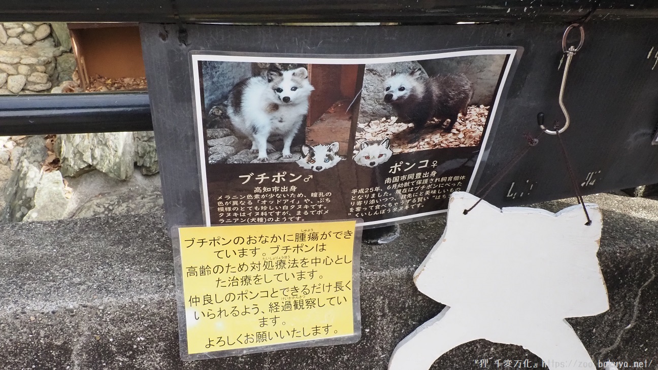 わんぱーくこうち ホンドタヌキ掲示物