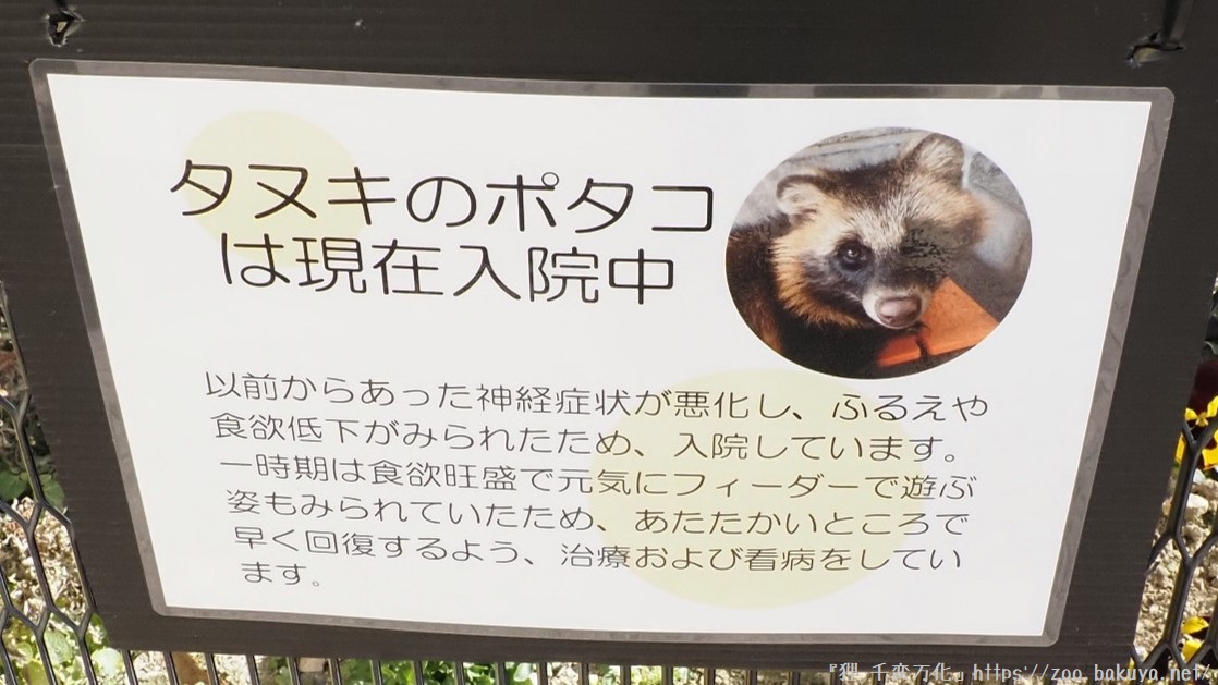 わんぱーくこうち ホンドタヌキ掲示物