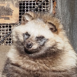 ホンドタヌキ ワラビ