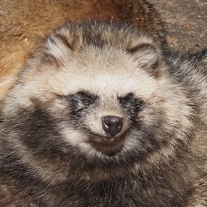 ホンドタヌキ フキノトウ