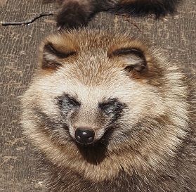 ホンドタヌキ ゼンマイ