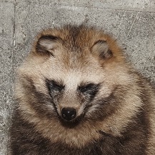 ホンドタヌキ ウルイ