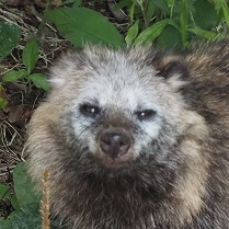 ホンドタヌキ ノビル