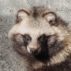 ホンドタヌキ 3点