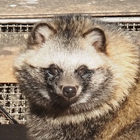 ホンドタヌキ 耳黒大