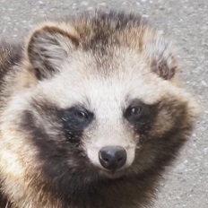 ホンドタヌキ しま