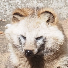 ホンドタヌキ かみの