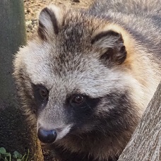 ホンドタヌキ あこ