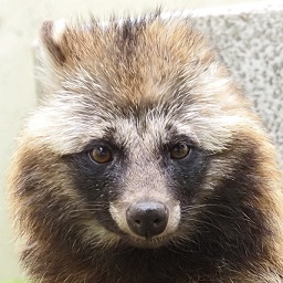 ホンドタヌキ さり