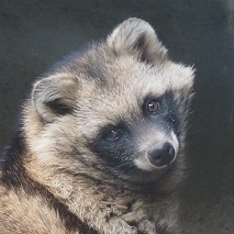 ホンドタヌキ りん