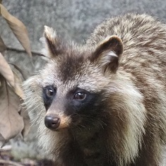 ホンドタヌキ どんぐり