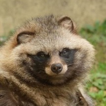 ホンドタヌキ イノコヅ
