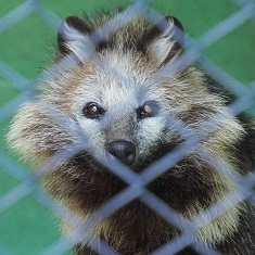 ホンドタヌキ はな