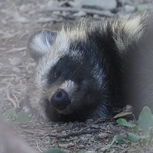 ホンドタヌキ うい