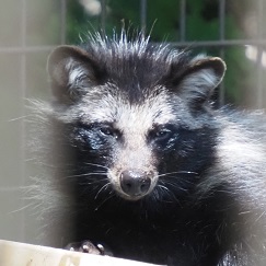 ホンドタヌキ まる