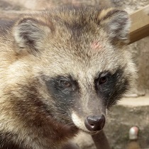 ホンドタヌキ ぽん
