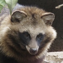 ホンドタヌキ さん