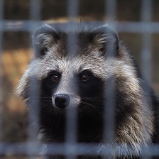 ホンドタヌキ ウタ