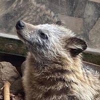 ホンドタヌキ さと